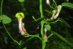 Ceropegia carnosa image