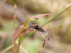 Chiloglottis curviclavia