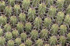 Anthacanthae