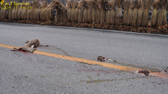 Hydropotes inermis argyropus