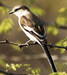 Pericrocotus erythropygius