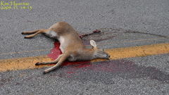 Hydropotes inermis argyropus