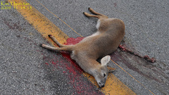 Hydropotes inermis argyropus