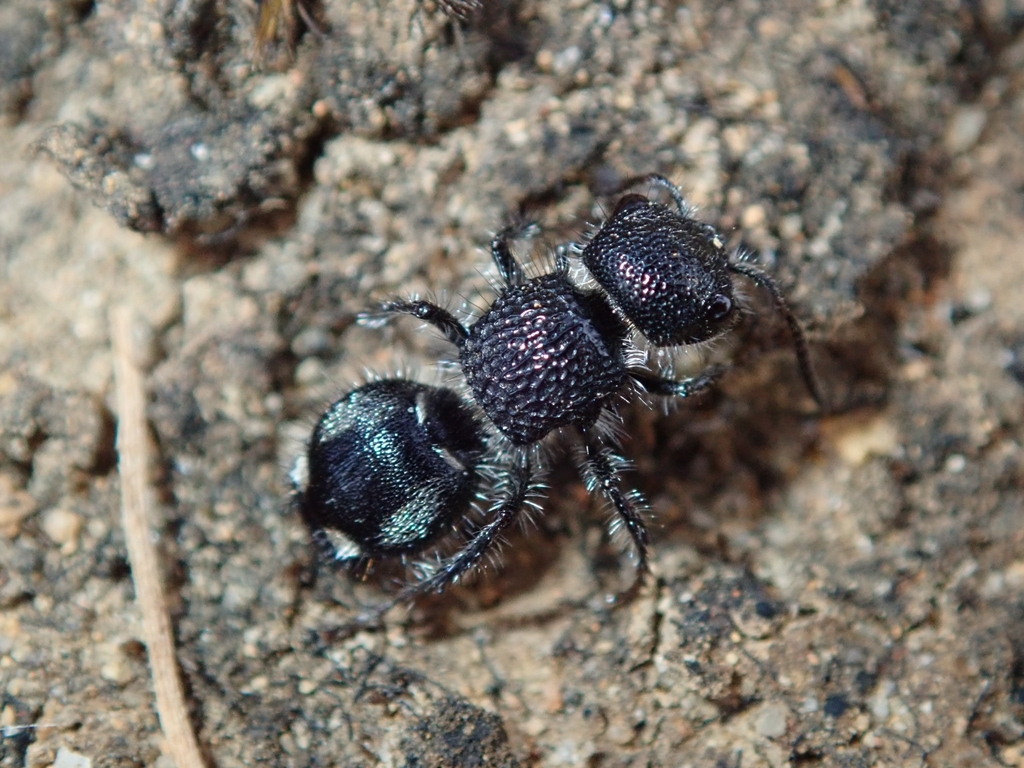 Ephutomorpha macracantha