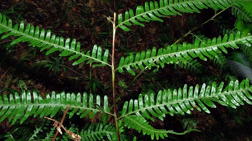 Pteris catoptera image