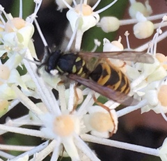 Vespula vulgaris