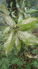 Lithocarpus corneus