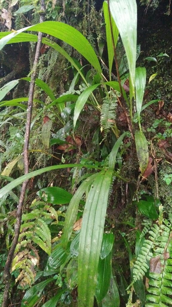 Calanthe densiflora