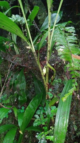 Calanthe densiflora, photograph 5