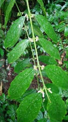 Lasianthus micranthus