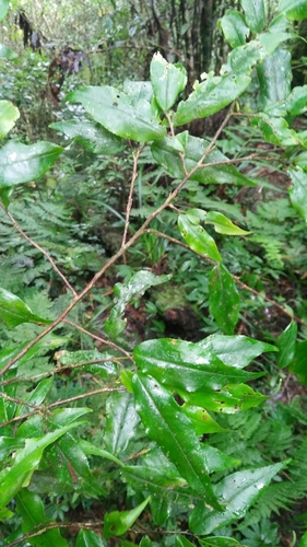 Camellia caudata (Camellia caudata)