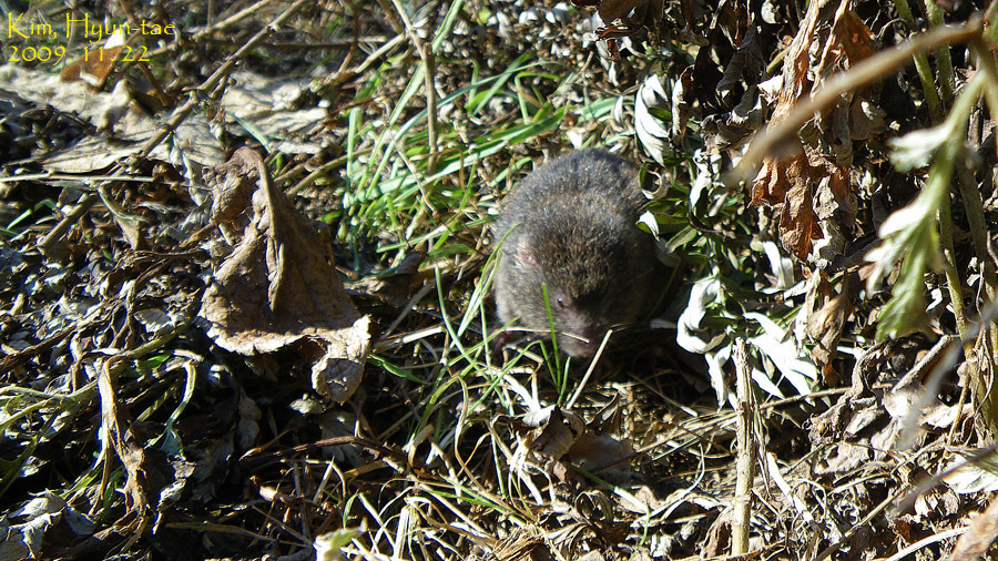 Mandarin Vole