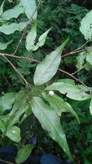 Camellia caudata