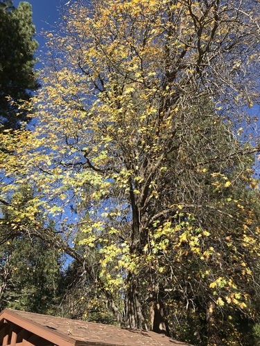 iNaturalist observation photo of California black oak
