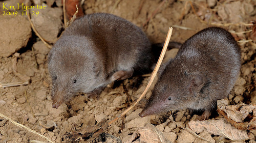 Ussuri Shrew