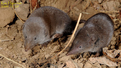 Ussuri White-Toothed Shrew photo 4