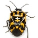 Murgantia histrionica - Photo (c) Mike Quinn, Austin, TX, alguns direitos reservados (CC BY-NC), uploaded by Mike Quinn, Austin, TX
