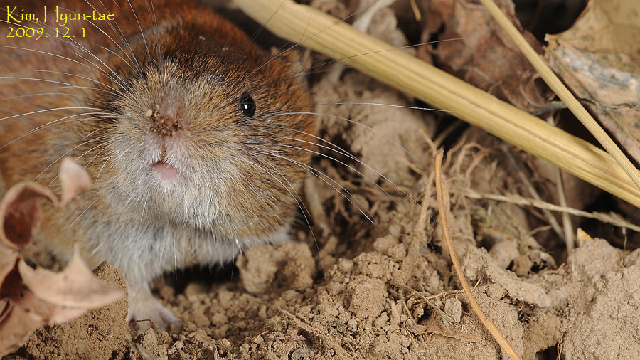 Korean Red-backed Vole