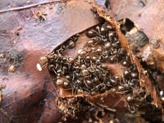 Lasius