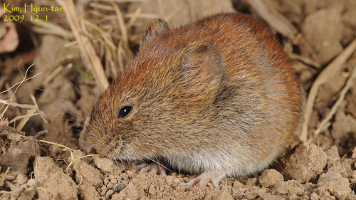 Royal Vole