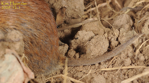 Royal Vole