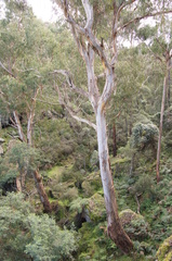 Eucalyptus cypellocarpa