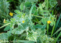 Medicago lupulina