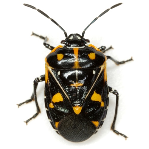 Harlequin Bug