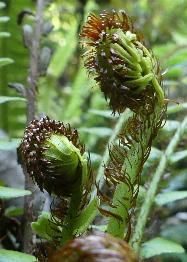 Cranfillia