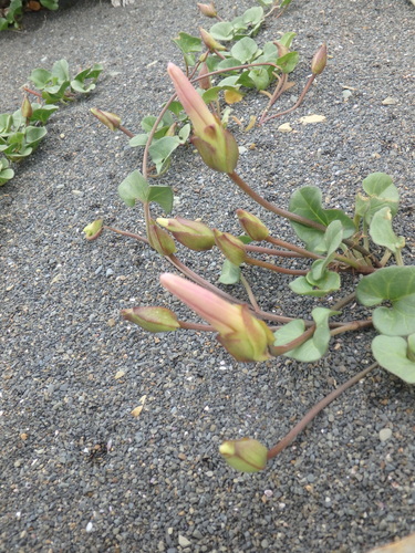 Representative image of Convolvulus soldanella