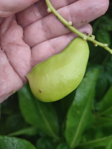 Image of Poisonous Sea Bean (Canavalia cathartica) by no rights reserved