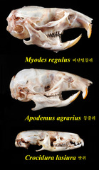 Craseomys regulus