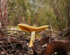 Cortinarius austrovenetus