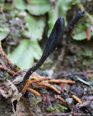 Geoglossum glabrum