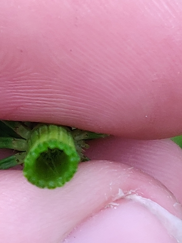 Horsetail (Equisetum × litorale)