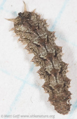 Dasysyrphus