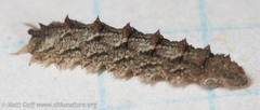 Dasysyrphus