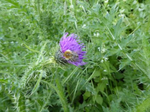 Broad-winged × Welted Thistle (Carduus ×)