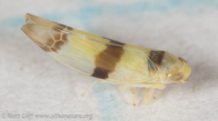 Empoa gillettei
