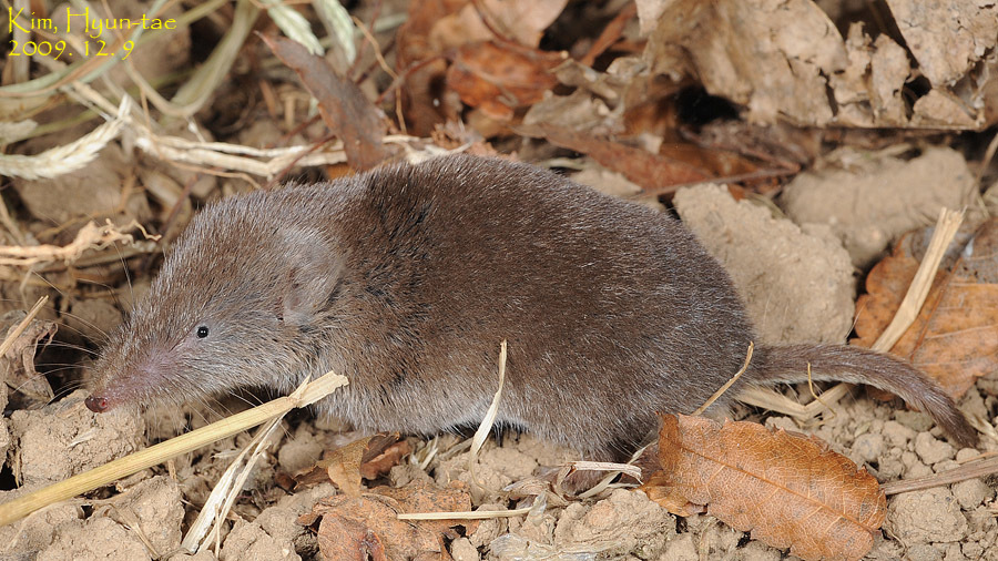 Ussuri White-Toothed Shrew