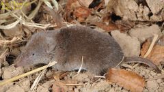 Ussuri White-Toothed Shrew photo 1