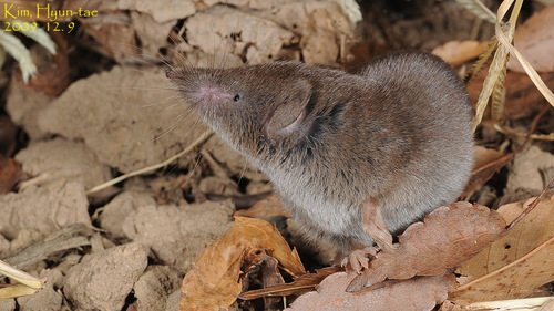 Ussuri Shrew