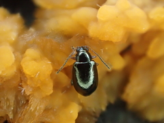 Aphthona