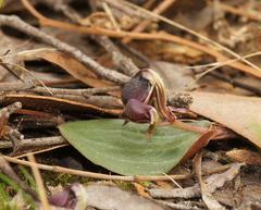 Corybas unguiculatus