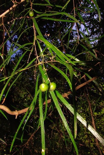 Asparagus falcatus image