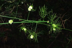 Asparagus sylvicola