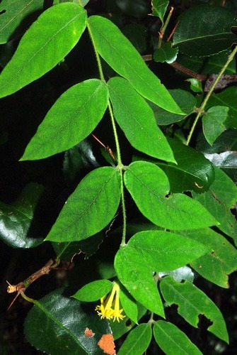 Englerodaphne pilosa image