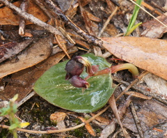Corybas unguiculatus