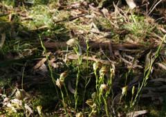Pterostylis grandiflora