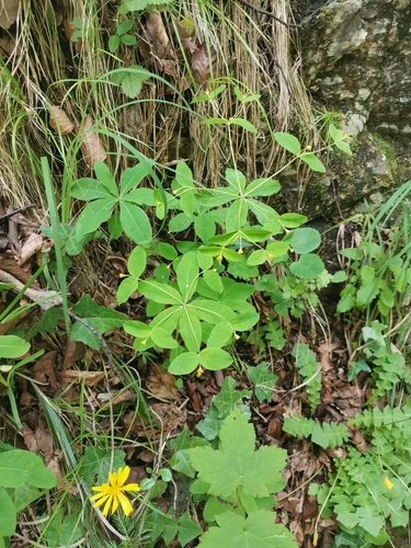 Image of Carniolan Spurge (Euphorbia carniolica) by (c) Ljaž, some rights reserved (CC BY)